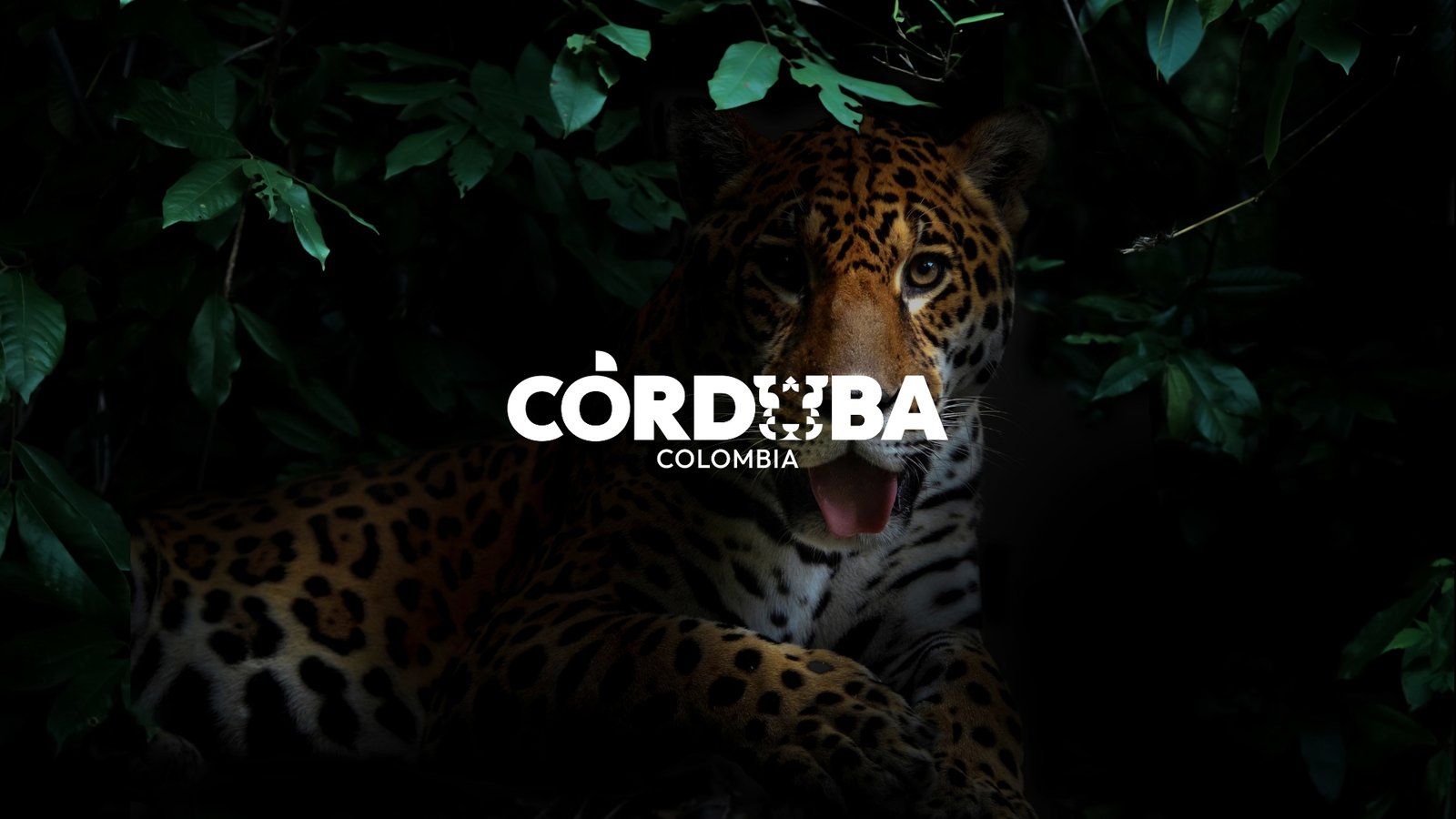 Campaña creativa de marca Córdoba Colombia